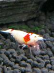 DSC_0095 (480x640)