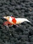 DSC_0090 (480x640) (2)