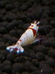 DSC_0112 (597x800)