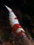 DSC_0117 (600x800)