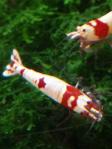 DSC_0164 (600x800) (2)