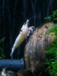 DSC_0175 (600x800)