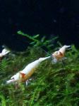 DSC_0176 (600x800)