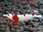 DSC_0216 (800x600)