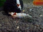 DSC_0240 (700x524)