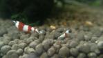 DSC_0271 (700x394)
