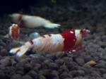 DSC_0227 (700x524)