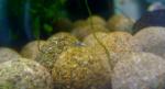 DSC_0001 (700x379)