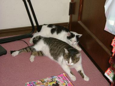 neko1.jpg