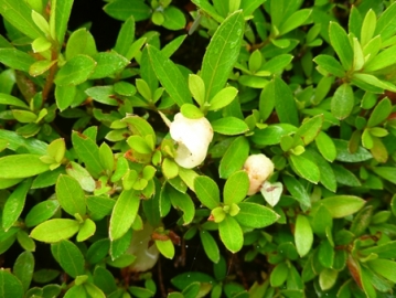 201206091531534b2.jpg