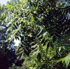 500px-Juglans_ailantifolia.jpg
