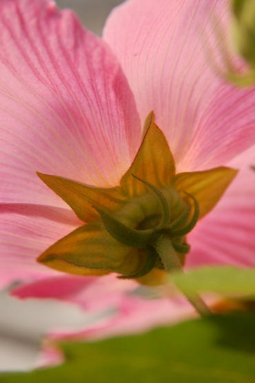 「写真で散歩」まだ宇都宮2012年夏フヨウ