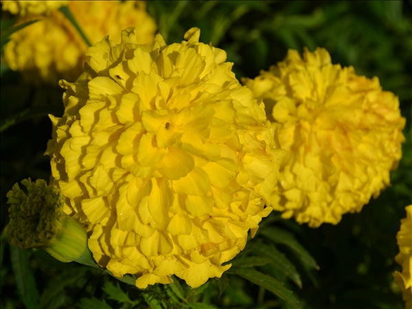 DSC_0312.jpg