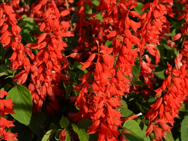 DSC_0314.jpg