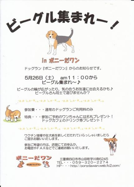 ビーグル集まれー!