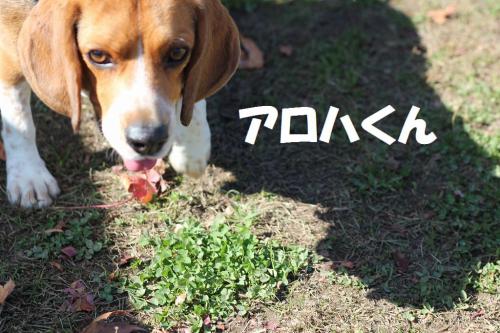 IMG_5808-1_20121113232331.jpg
