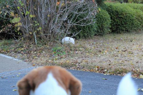 IMG_5979_20121203081546.jpg