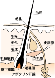 スカイのブログ