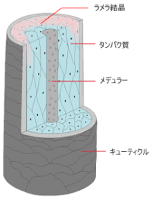 スカイスパのブログ