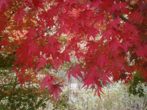 PB100518_convert_20121110183353.jpg