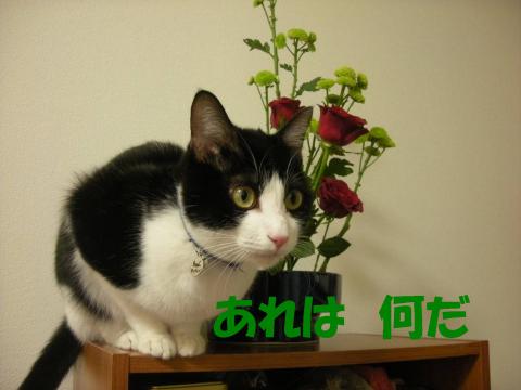 2012121901.jpg