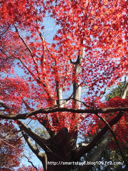紅葉3