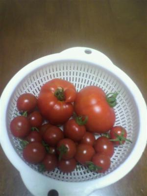 トマト20120718