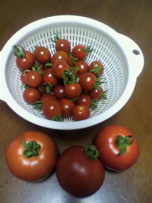 トマト20120720