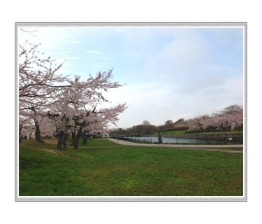 五稜郭公園の桜