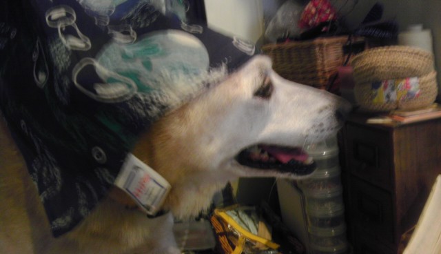 IMAG0542.jpg