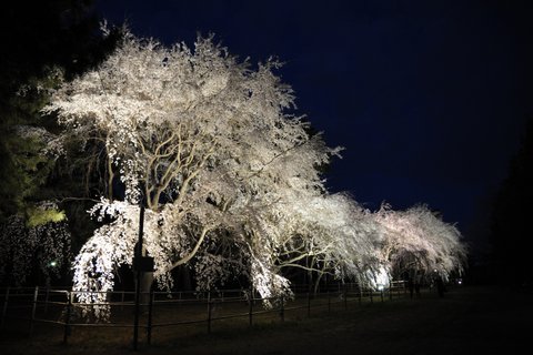 DSC_8108.jpg