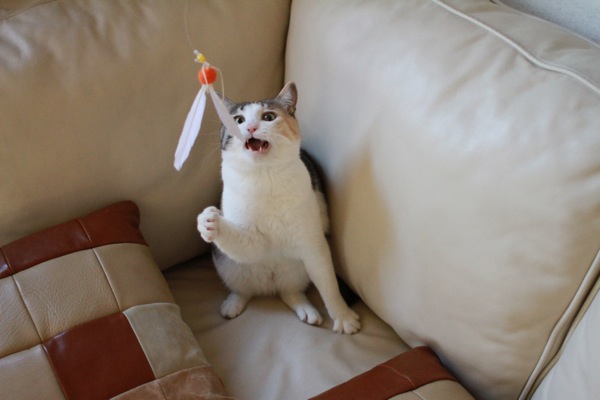 mikaka2.jpg