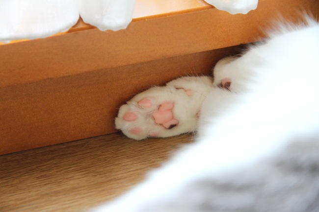 oniku1.jpg