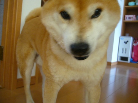 P1110288o2.jpg