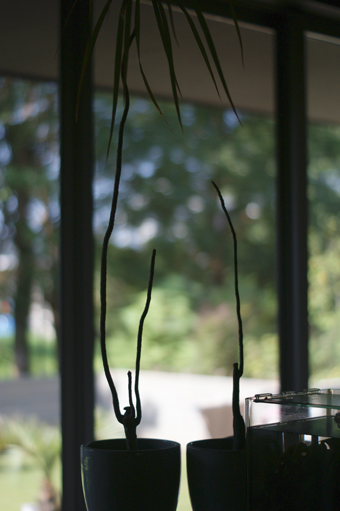 DSC09110.jpg
