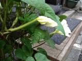 2012-07-26 17.13.10 (1)