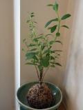 greenplant.jpg