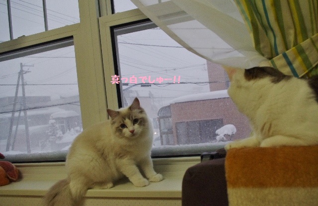 14IMGP5207.jpg