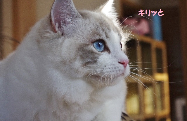 パールIMGP5137