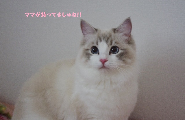 パールIMGP5898