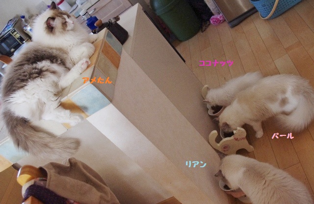 食事IMGP6089