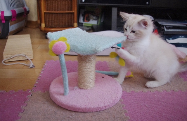 ちゃこIMGP6322