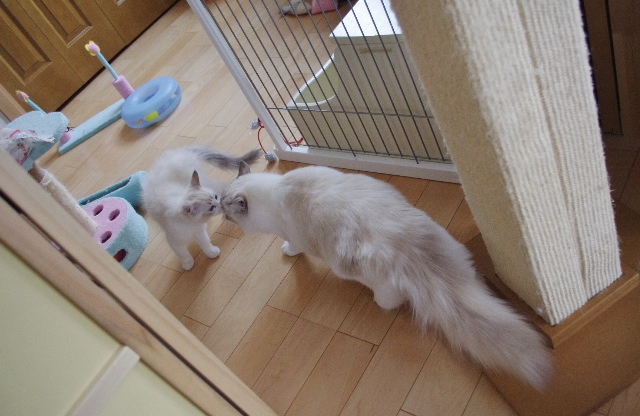 ちゃこIMGP6324