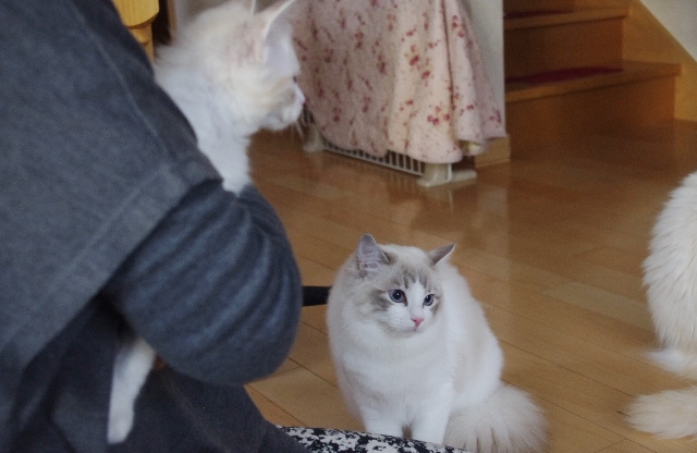 ちゃこIMGP6340