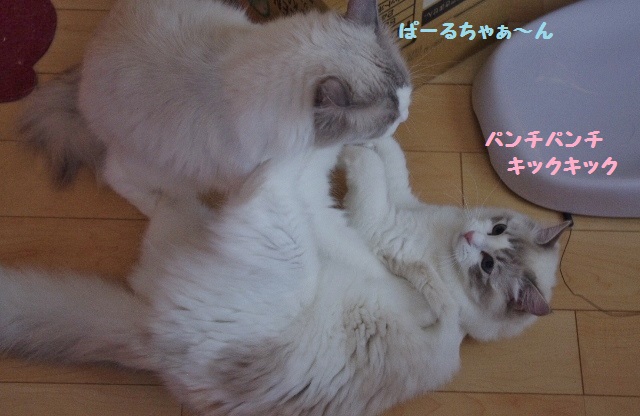 パール&りあんIMGP6543
