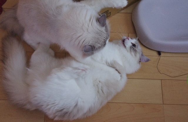 パール&りあんIMGP6544