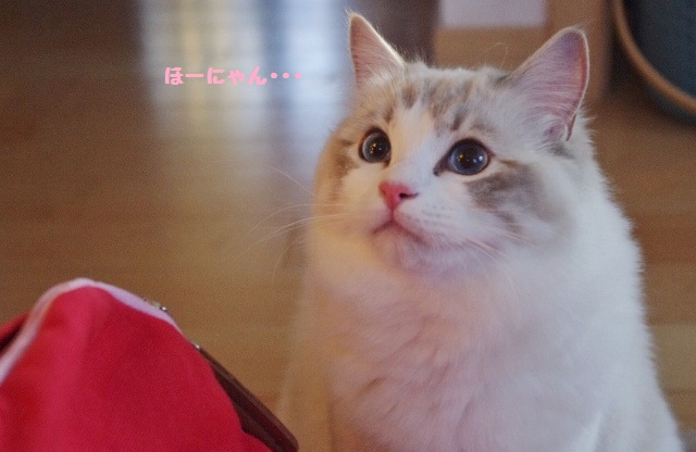 パールIMGP6533