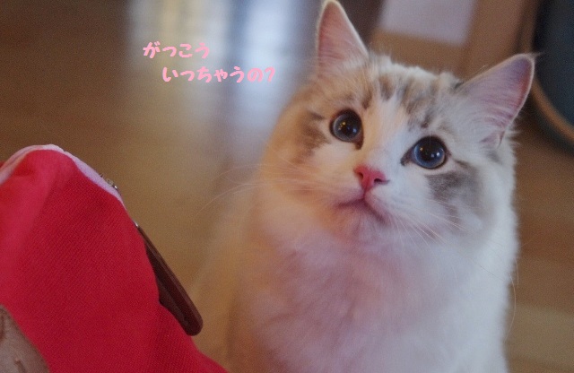 パールIMGP6534