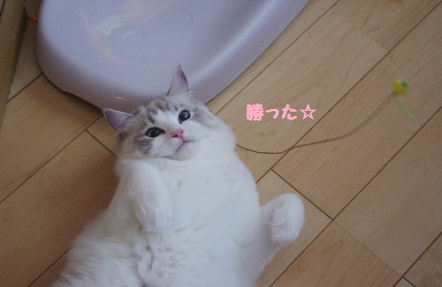 パールIMGP6545