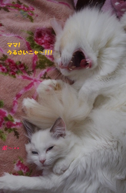 団子IMGP6615